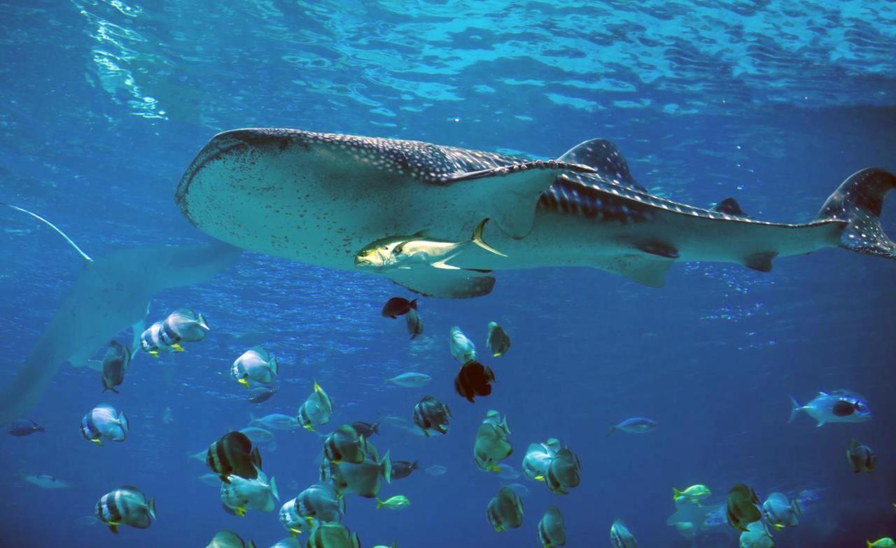 Dharavandhoo Stay Dış mekan fotoğraf